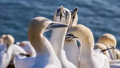 体育娱乐-陈涛担任深足精英队主帅：引导队员思考决策最重要