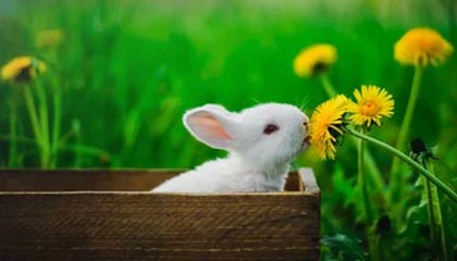 体育直播-神灯护塔！终结7连不胜，藏了半套主力枪手终于豹变